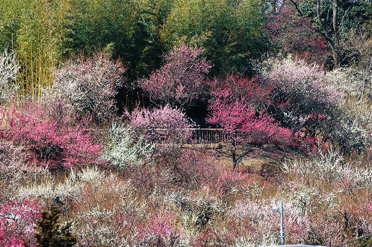 花と緑の振興センター（梅）