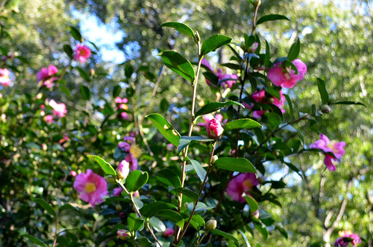 花と緑の振興センター（ツバキ）