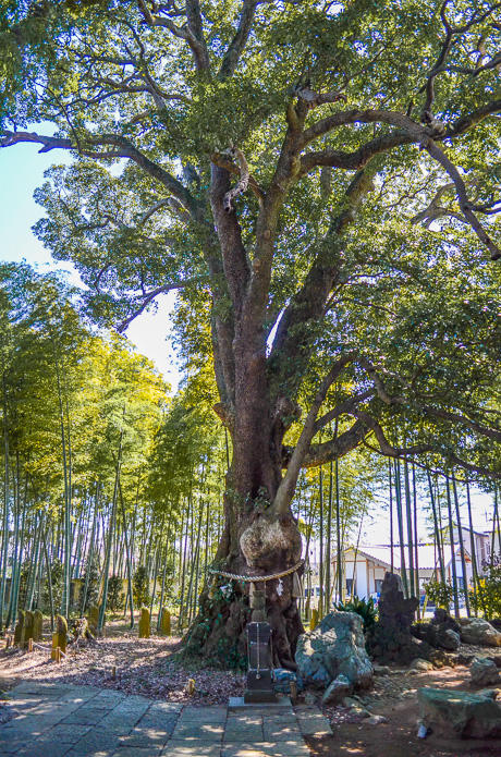 地蔵院 タブノキ