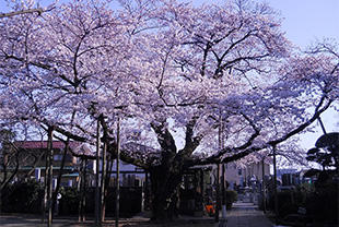 宝蔵寺の桜