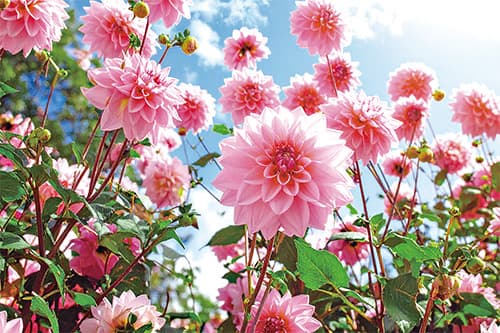 矢作園芸ダリア園
