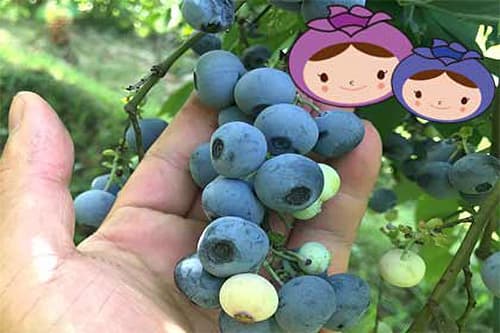 ブルーベリープラザ