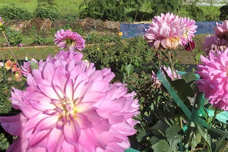 矢作園芸ダリア園