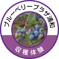 blueberry-plaza-icon.png