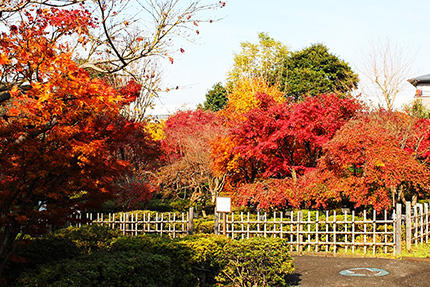 花と緑の振興センター（紅葉）