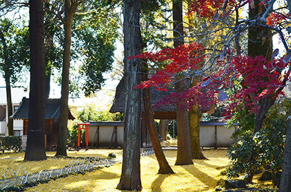 Sr沿線 紅葉スポット特集 埼玉高速鉄道 埼玉スタジアム線 都心直結 埼玉スタジアム直結