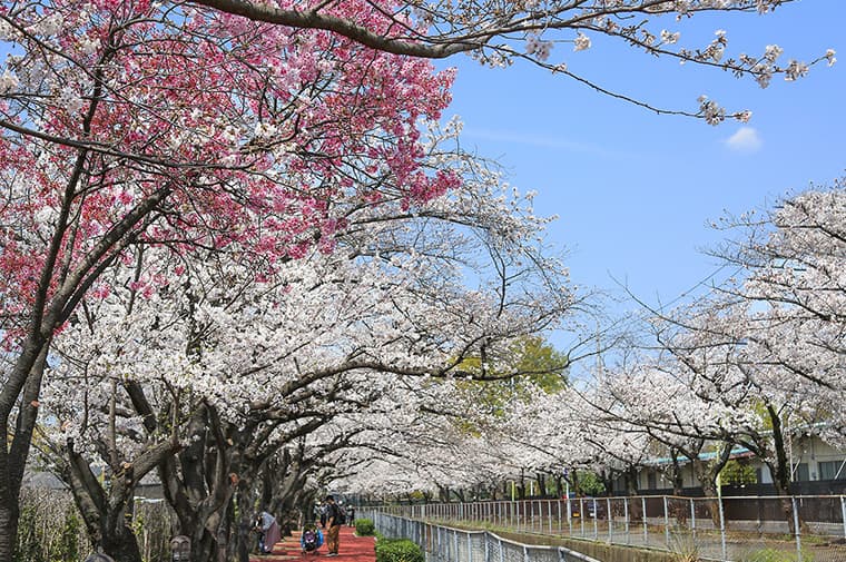 見沼大用水東縁