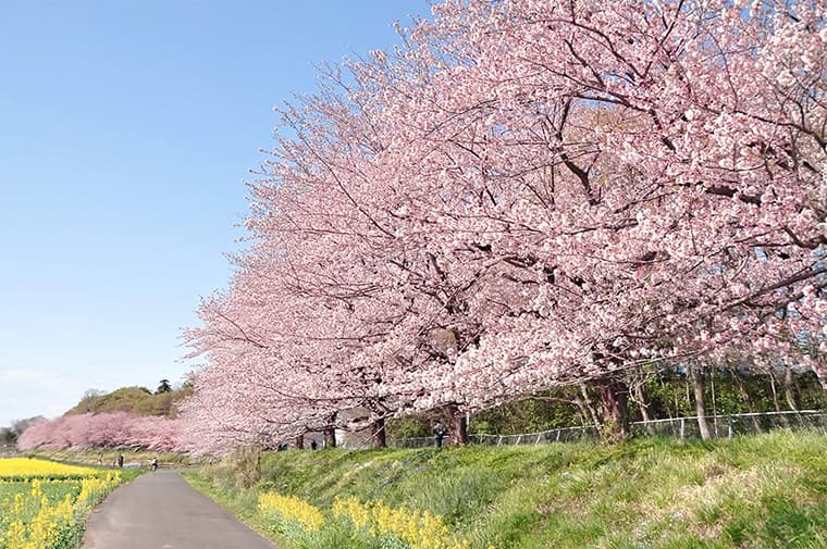 見沼たんぼ桜回廊