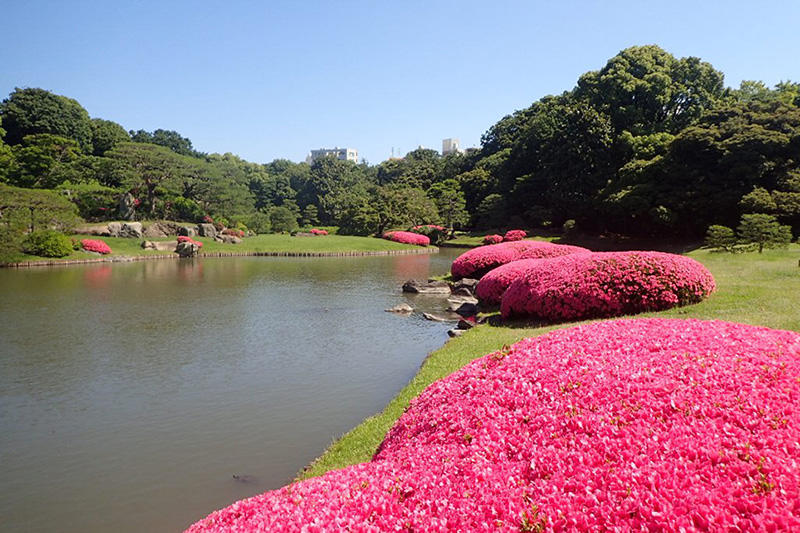 六義園2018さつきとあじさい