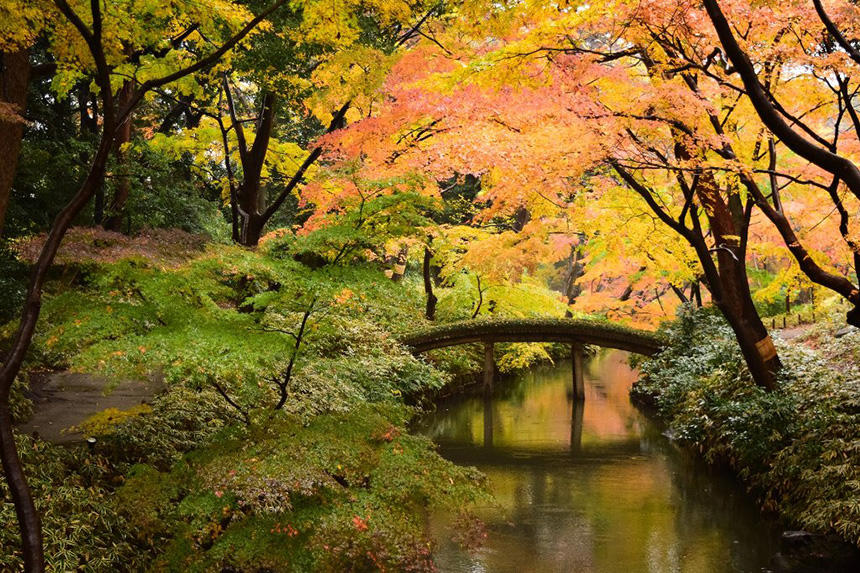 六義園「紅葉と大名庭園ライトアップ」