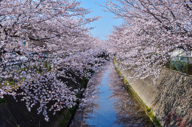 伝右川沿いの桜並木