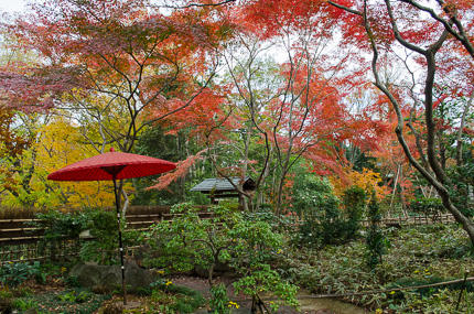 川口市立グリーンセンター紅葉