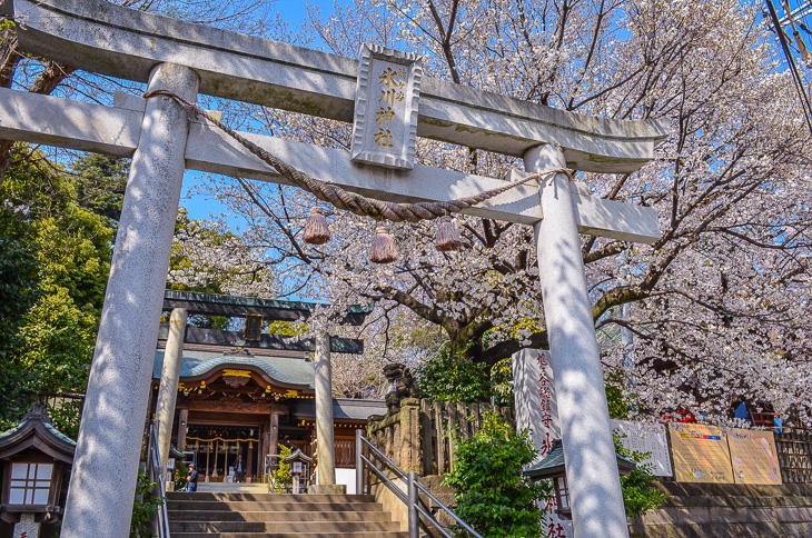 鳩ヶ谷氷川神社の桜
