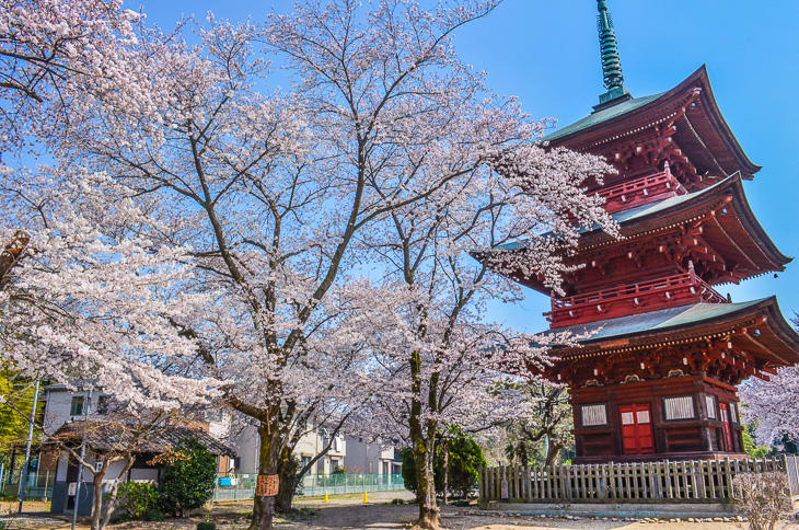 西福寺の桜