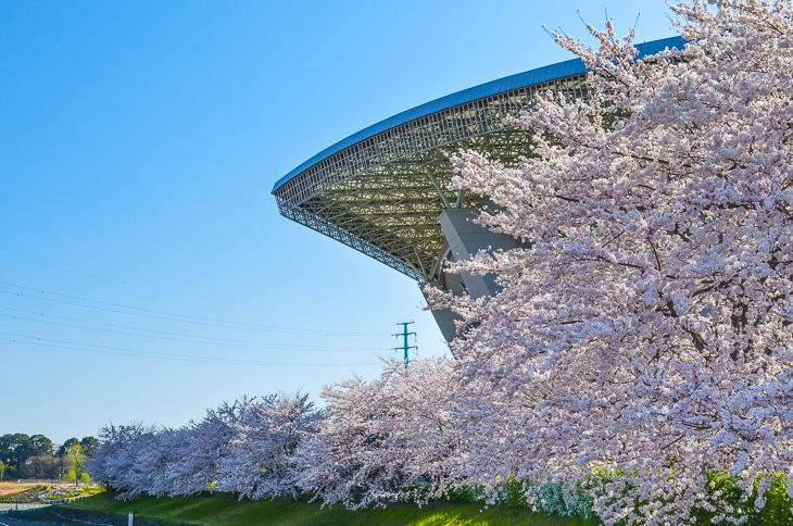 埼玉スタジアム２〇〇２ 北駐車場側の桜