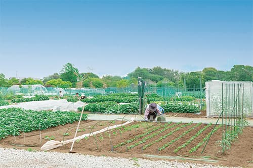 市民農園たかやまファーム