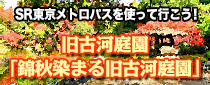 SR東京メトロパスを使って旧古河庭園「錦秋染まる旧古河庭園」に行こう！