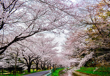 見沼田んぼ桜回廊